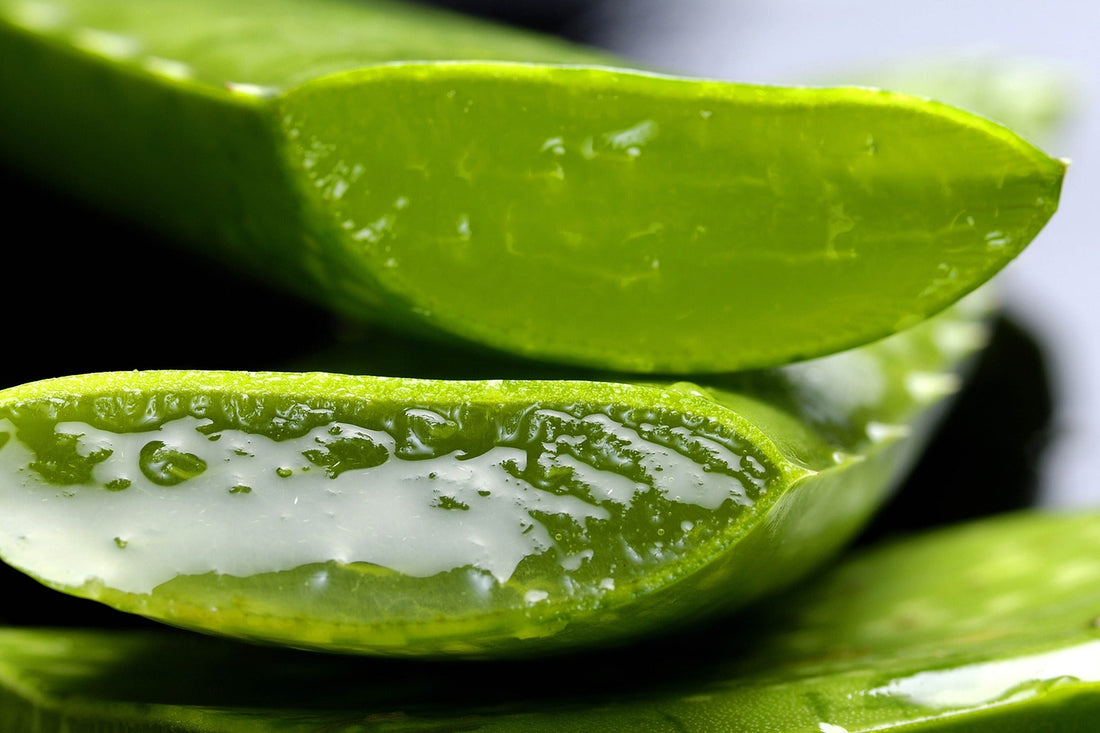 Aloe Vera para la piel: ¿Cuáles son sus efectos?