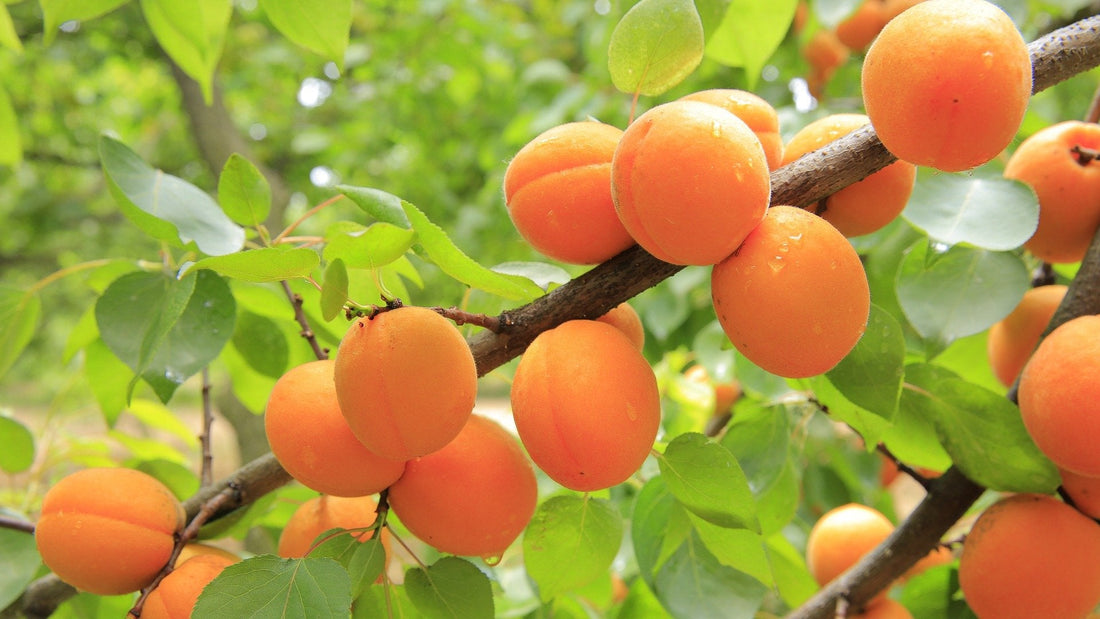 Fruta baja en azúcar: ¿Qué fruta no es una trampa de azúcar?