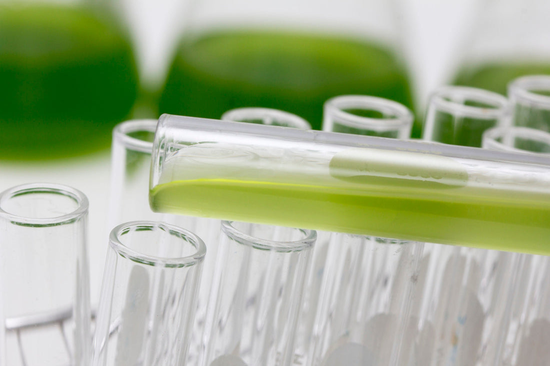 Aceite de algas: ¿una buena alternativa a base de plantas?