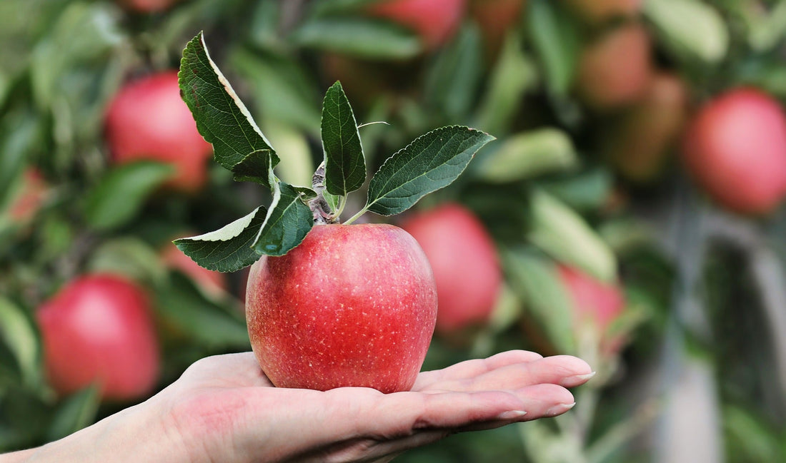 Qué tan saludables son las manzanas: las preguntas y respuestas más importantes